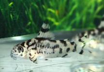 CORYDORAS BANDIT