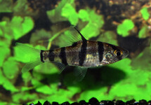 SIX-BANDED BARB