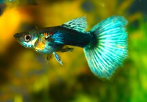 GUP DUMBO EAR BLEU BERRY MAN