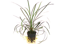 Ophiopogon japonica in pot (p5)
