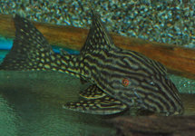 L330 WATERMELON PLECO