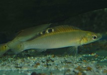 DWARF PIKE CICHLID REGANI