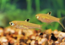 RASBORA À OCELLE