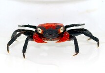 VAMPIERKRAB ROOD