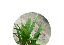 Microsorum narrow leaf in pot (p5)