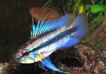 DRIESTREEP DWERGCICHLIDE