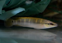 COMPRESSICEPS DWARF PIKE CICHLID