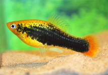 PLATY VARIATUS HAWAII