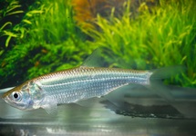 TARPON