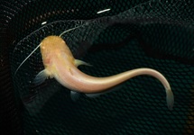 EUROPÄISCHER WELS ALBINO