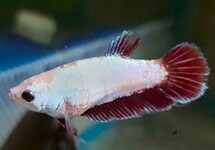 BETTA SUPER DELTA FEMALE