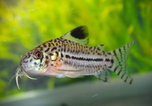 LEOPARD CORY