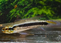 DWARF CICHLID CANDIDI