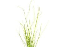Vallisneria spiralis in pot (p5)