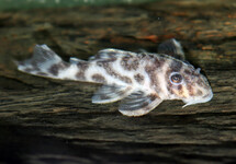 L174 PANDA PLECO