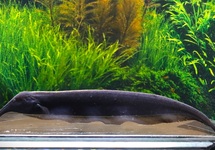 ELEFANTEN MESSERFISCH