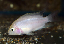 CICHLIDÉ NIGRO BLANC