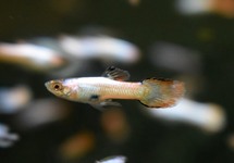 ENDLER'S GUPPY PINK WHITE MALE