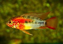 RED TAILED DWARF CICHLID