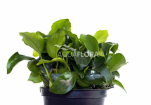 Anubias barteri var. nana 'Mini' - PE