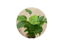 Echinodorus muricatus in pot (p9)