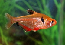 SERPAE TETRA