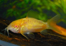 METALLPANZERWELS ALBINO