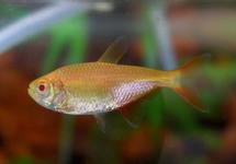 BUENOS AIRES TETRA ALBINO