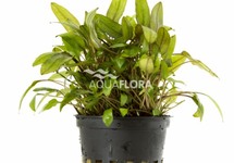 Cryptocoryne mix - PE