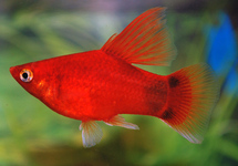 Platy