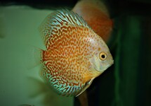 DISCUS SNOW ERUPTION