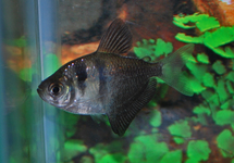 BLACK WIDOW TETRA