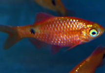 PRACHTBARBE NEON GOLD