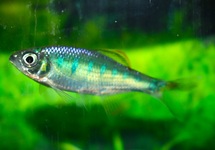 ROYAL DANIO