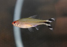 FALSE RUMMY-NOSE TETRA