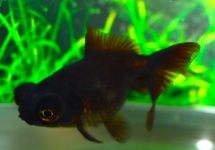 FANTAIL TELESCOPE BLACK