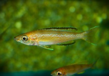 ISLAND CICHLIDE KARILANI