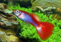 GUPPY NEON FLAMINGO RED MALE