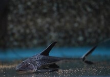 STEURMEERVAL MICROPS