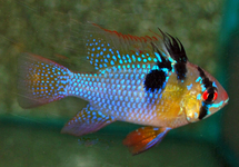 BLUE RAM CICHLID