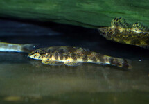 GREEN LIZZARD LOACH