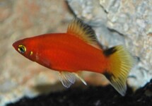 PLATY ROOD VICTORY