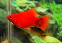 KORAALPLATY ROOD MICKEY