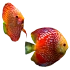 Aquarienfische