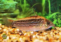 CORYDORAS ÉLÉGANT