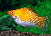 SEGELKÄRPFLING SUNBURST