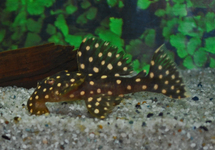 L029 GALAXY PLECO