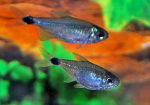 TETRA ELACHYS