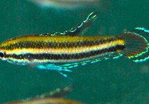 PRACHTGOERAMI SUMATRANUS