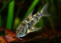 PEPPER CORY